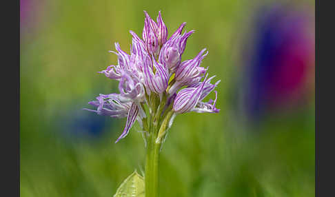 Italienisches Knabenkraut (Orchis italica)