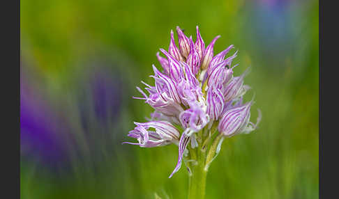 Italienisches Knabenkraut (Orchis italica)