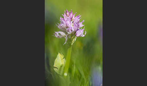 Italienisches Knabenkraut (Orchis italica)