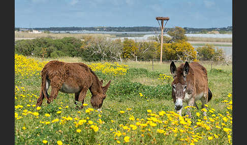 Hausesel (Equus asinus)