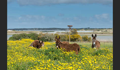 Hausesel (Equus asinus)