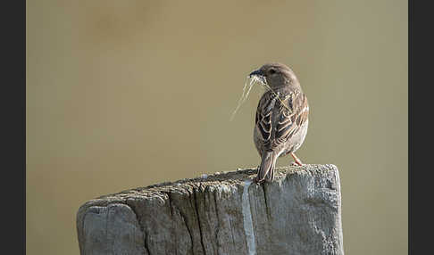 Weidensperling (Passer hispaniolensis)