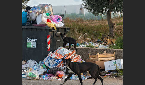 Haushund (Canis lupus familiaris)