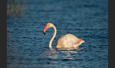 Rosaflamingo (Phoenicopterus roseus)