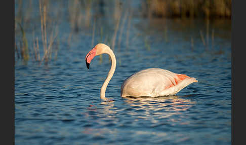 Rosaflamingo (Phoenicopterus roseus)