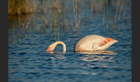 Rosaflamingo (Phoenicopterus roseus)