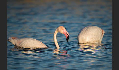 Rosaflamingo (Phoenicopterus roseus)