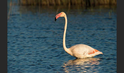 Rosaflamingo (Phoenicopterus roseus)