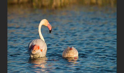 Rosaflamingo (Phoenicopterus roseus)