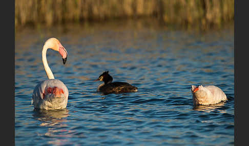 Rosaflamingo (Phoenicopterus roseus)