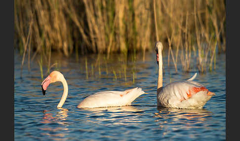 Rosaflamingo (Phoenicopterus roseus)