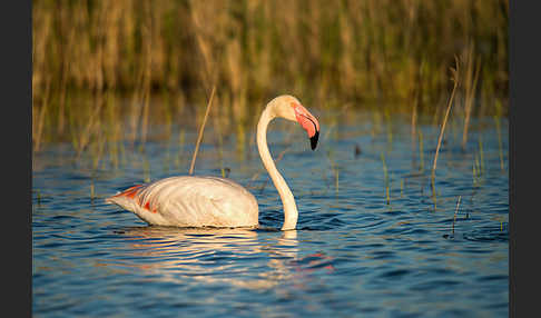 Rosaflamingo (Phoenicopterus roseus)