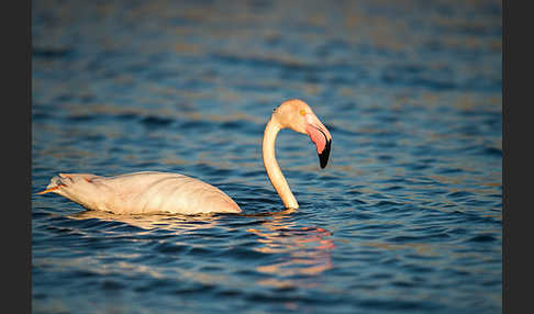 Rosaflamingo (Phoenicopterus roseus)