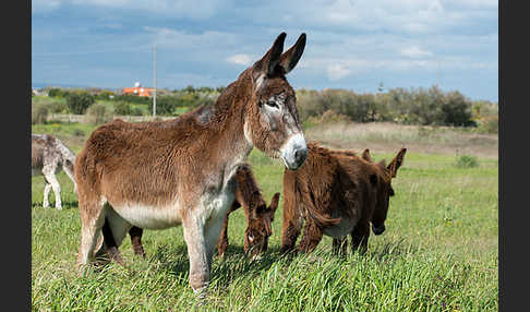 Hausesel (Equus asinus)