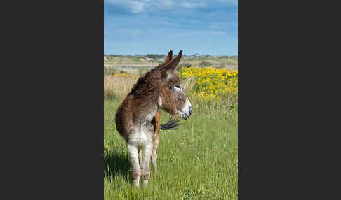 Hausesel (Equus asinus)