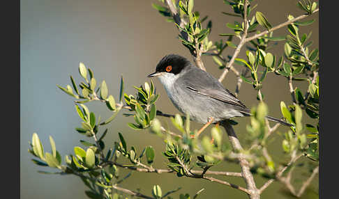 Samtkopfgrasmücke (Sylvia melanocephala)