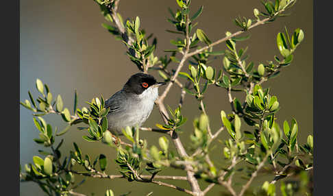 Samtkopfgrasmücke (Sylvia melanocephala)