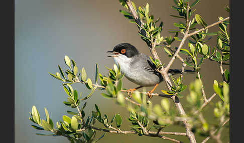 Samtkopfgrasmücke (Sylvia melanocephala)