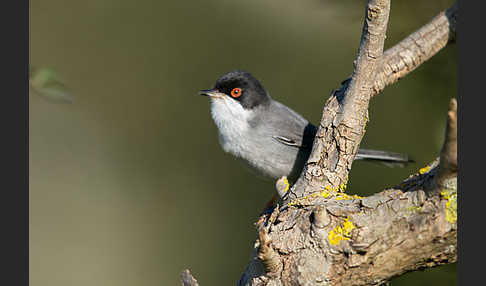 Samtkopfgrasmücke (Sylvia melanocephala)