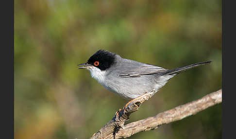 Samtkopfgrasmücke (Sylvia melanocephala)