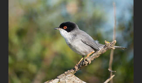 Samtkopfgrasmücke (Sylvia melanocephala)