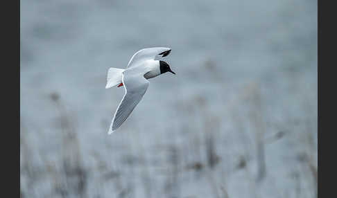 Zwergmöwe (Larus minutus)