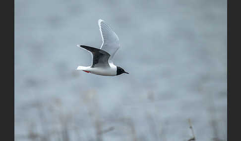 Zwergmöwe (Larus minutus)