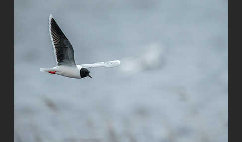 Zwergmöwe (Larus minutus)