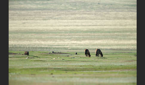 Hauspferd (Equus caballus)