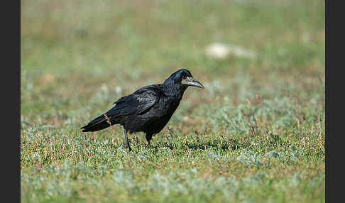 Saatkrähe (Corvus frugilegus)