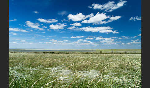 Federgras (Stipa spec.)