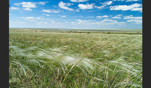 Federgras (Stipa spec.)