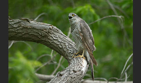 Sperber (Accipiter nisus)