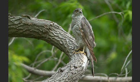 Sperber (Accipiter nisus)