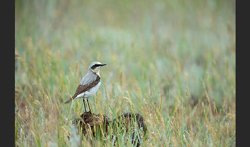 Steinschmätzer (Oenanthe oenanthe)