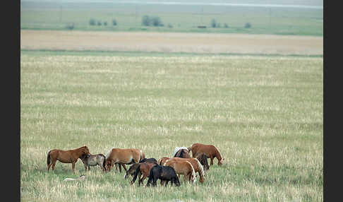 Hauspferd (Equus caballus)