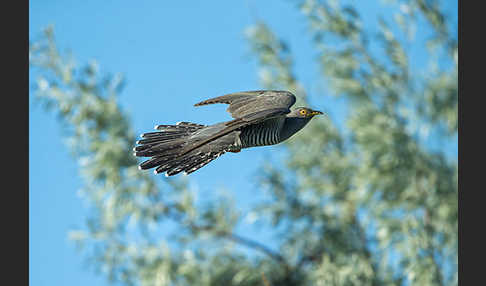 Kuckuck (Cuculus canorus)