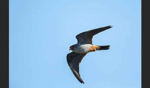 Rotfußfalke (Falco vespertinus)