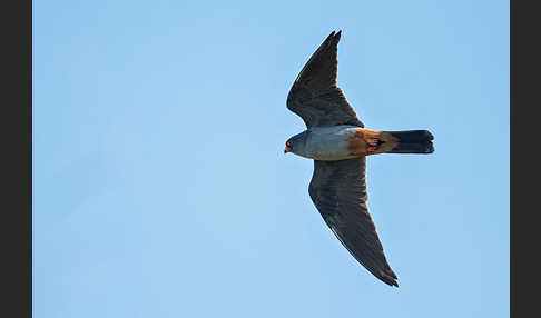 Rotfußfalke (Falco vespertinus)