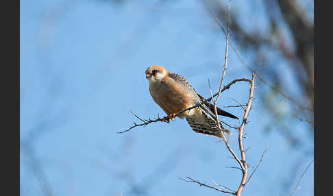 Rotfußfalke (Falco vespertinus)