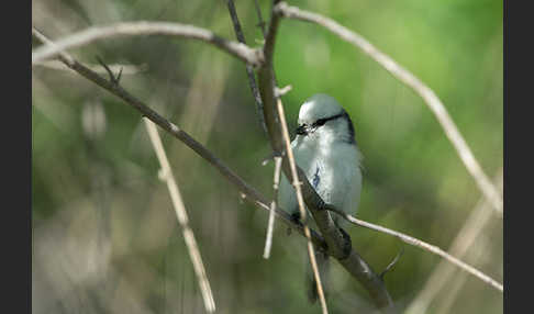 Lasurmeise (Parus cyanus)