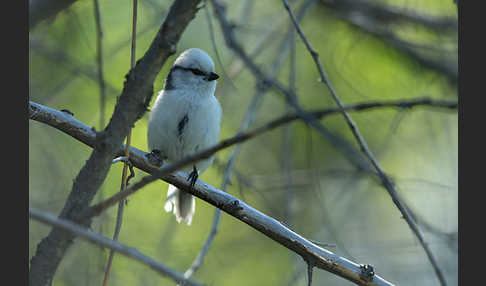 Lasurmeise (Parus cyanus)