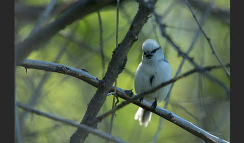 Lasurmeise (Parus cyanus)