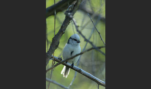 Lasurmeise (Parus cyanus)