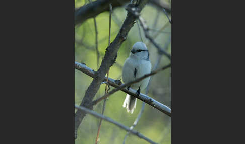 Lasurmeise (Parus cyanus)