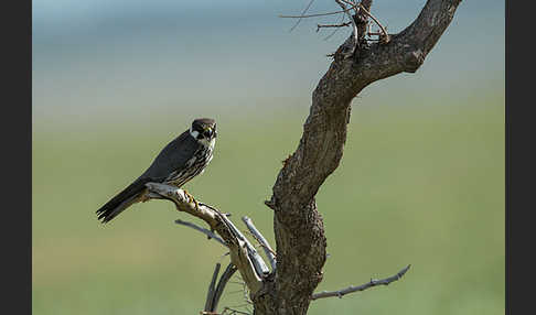 Baumfalke (Falco subbuteo)