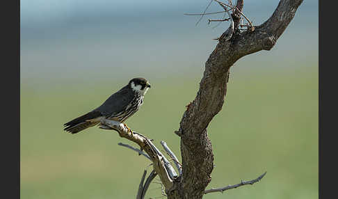 Baumfalke (Falco subbuteo)