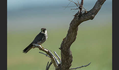 Baumfalke (Falco subbuteo)