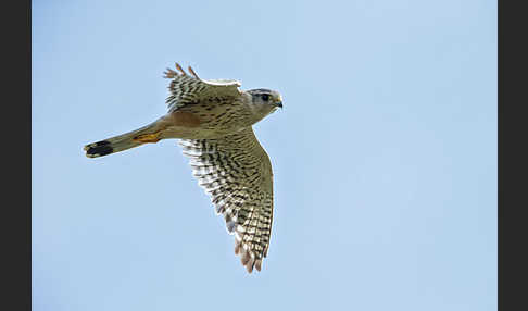 Merlin (Falco columbarius)