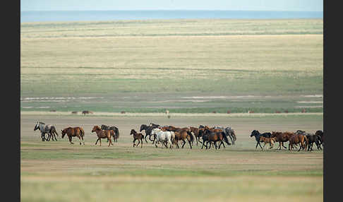 Hauspferd (Equus caballus)